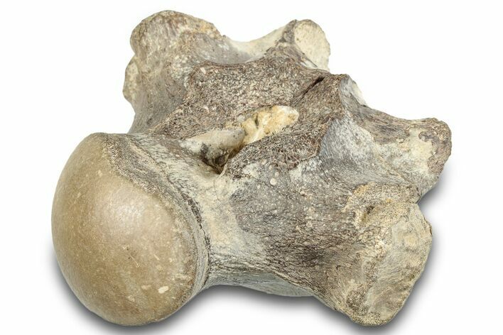 Fossil Mosasaur (Halisaurus) Dorsal Vertebra - Texas #284477